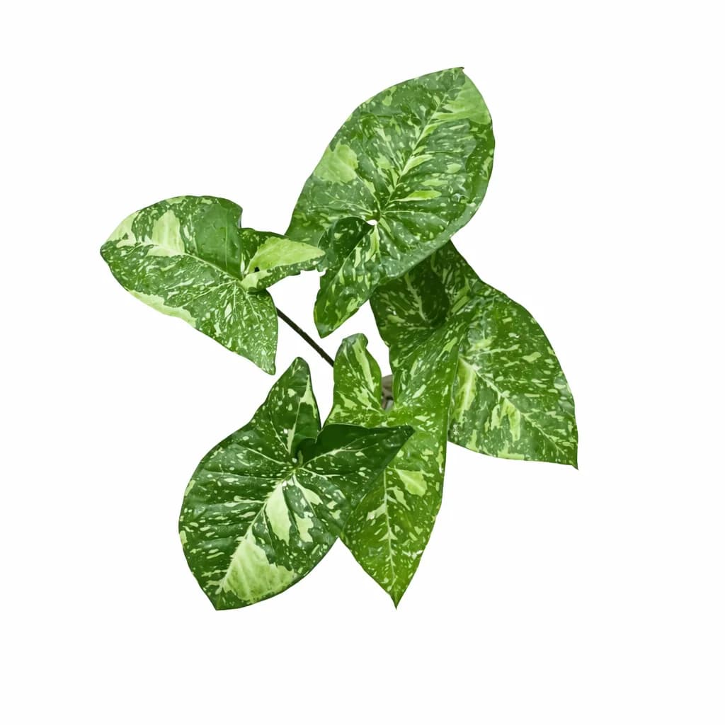 Syngonium Panda Galaxy thumbnail 2