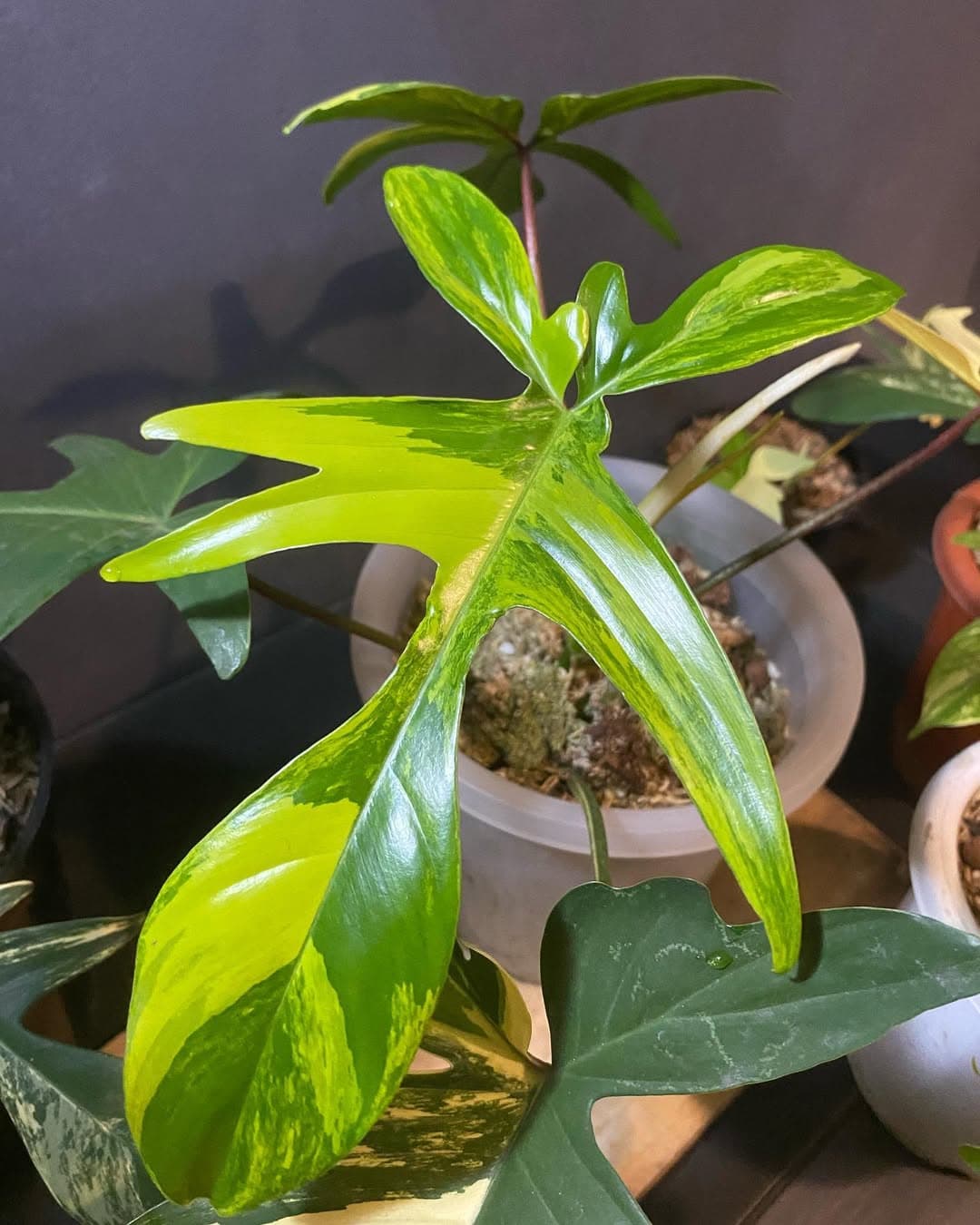 Philodendron Florida Beauty variegated thumbnail 2