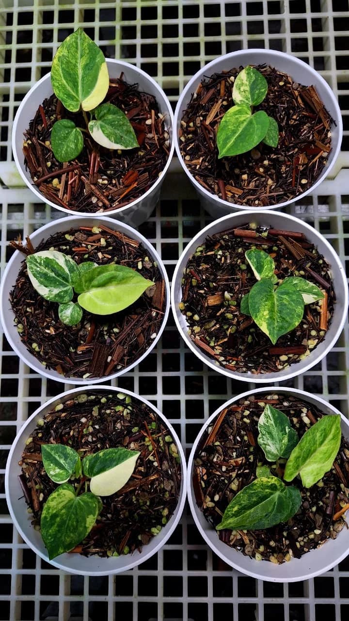 Anthurium Black Venom x Megatron Variegated