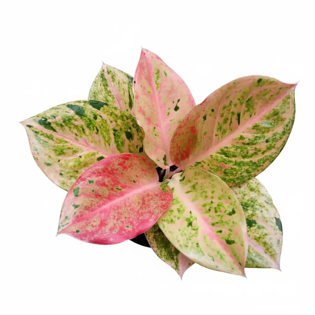 Aglaonema Pink Emerald thumbnail 1