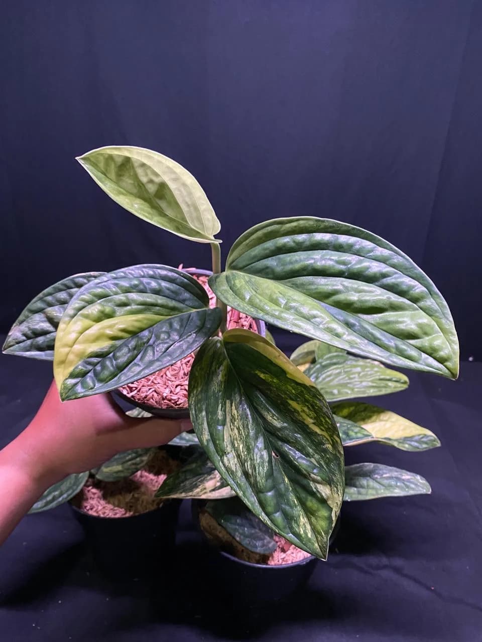 Monstera Karsteianum Peru Variegated thumbnail 2