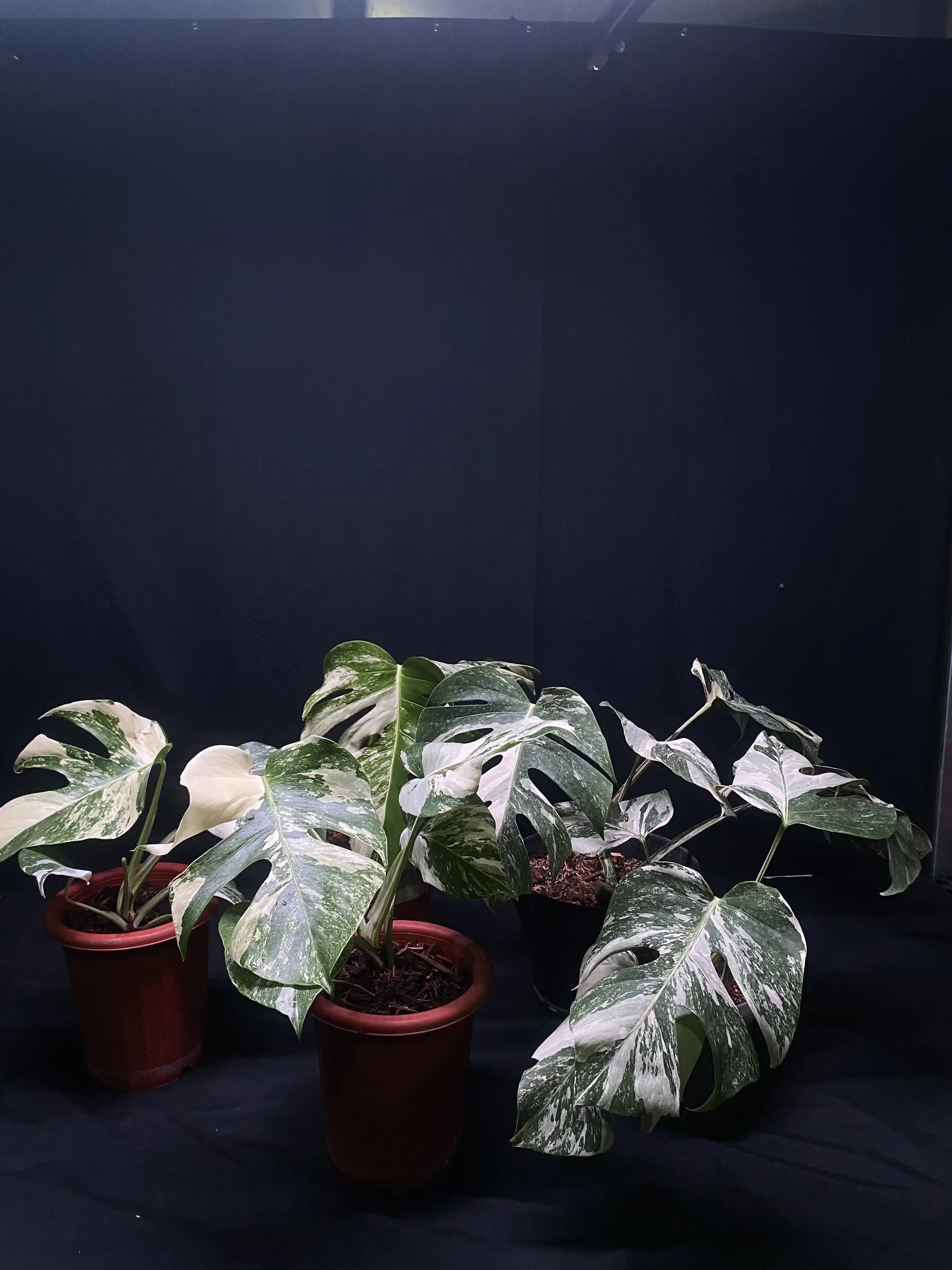 Monstera Albo Variegated