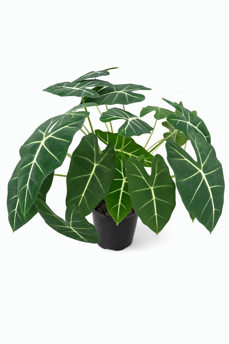 Alocasia Frydek thumbnail 1