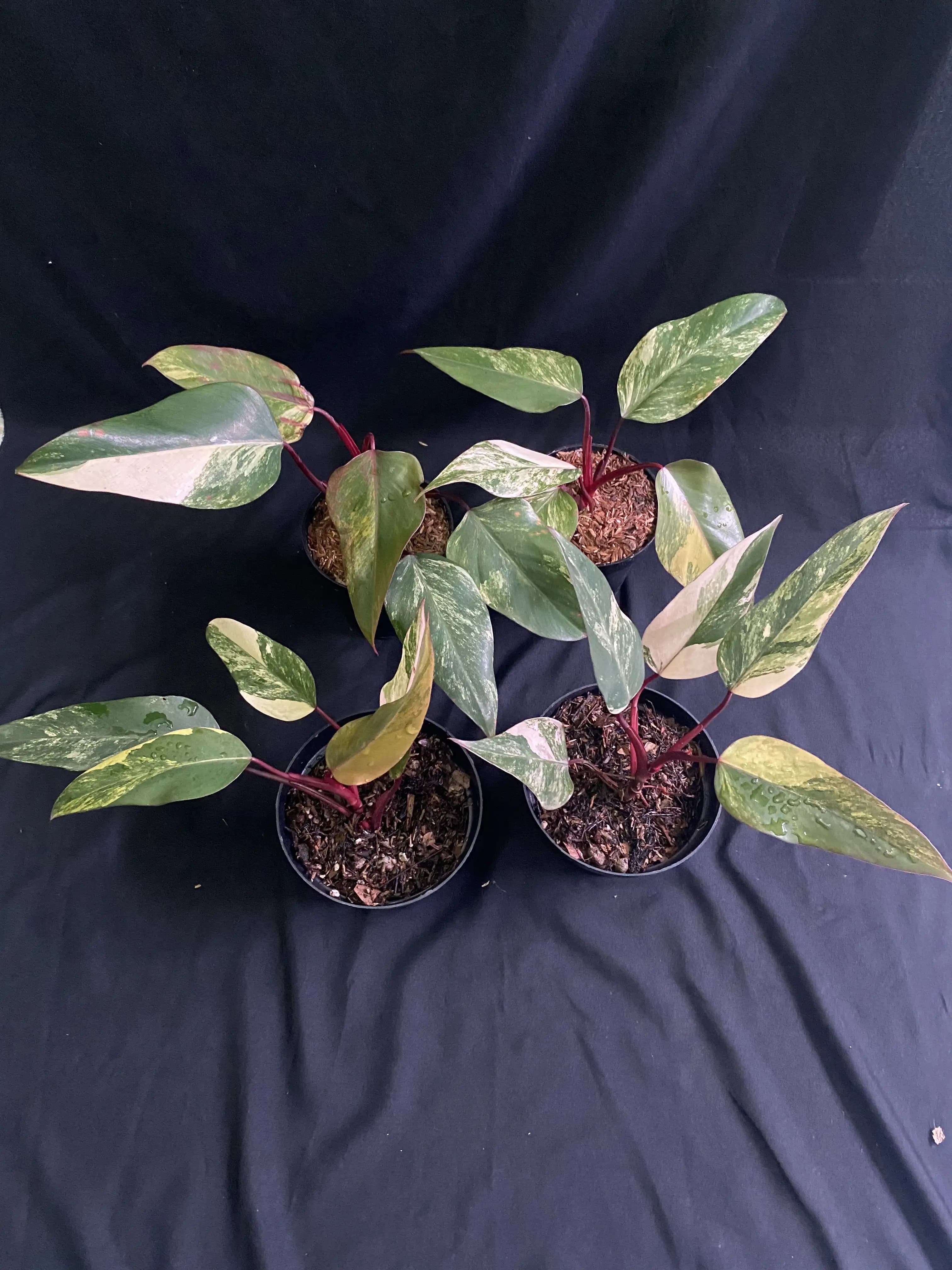 Philodendron Strawberry Shake | GrowWithPlant