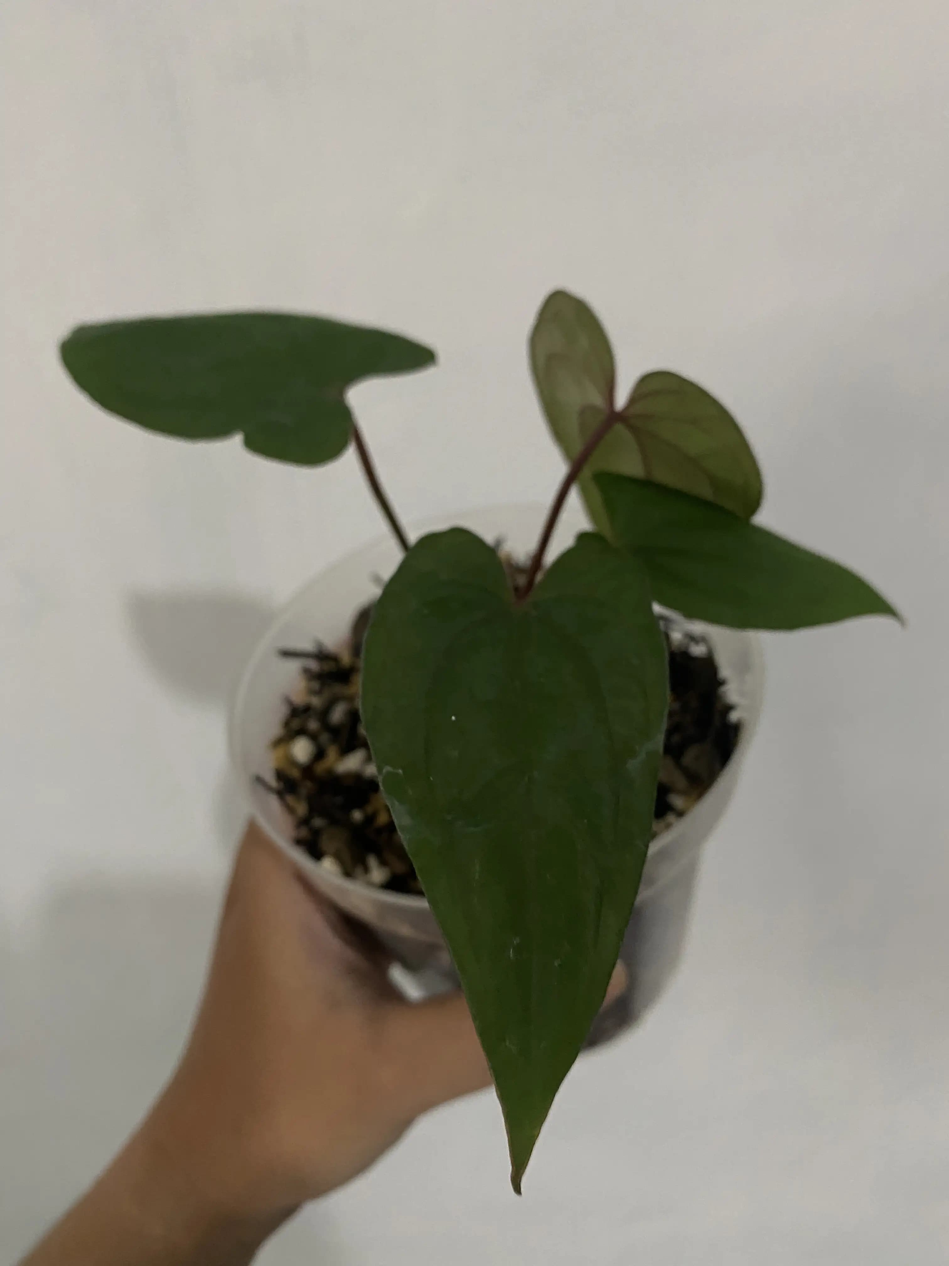 Anthurium Red Vein Dark Phoenix (RVDP)