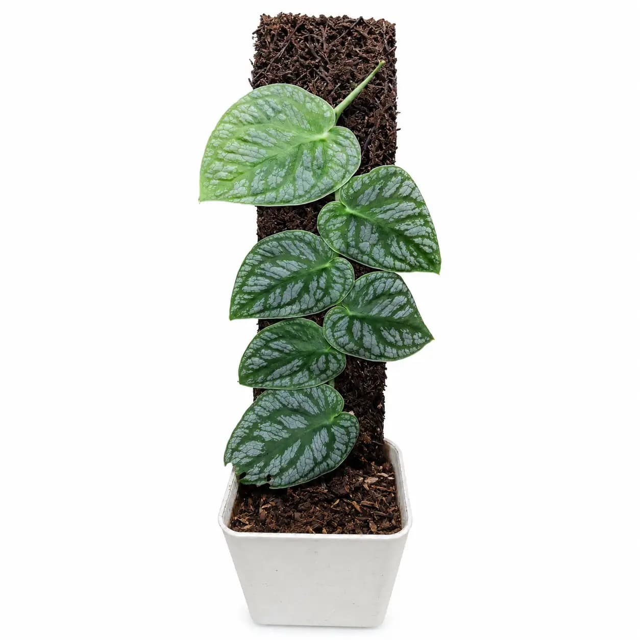 philodendron mamei Philodendron mamei (Silver Cloud)