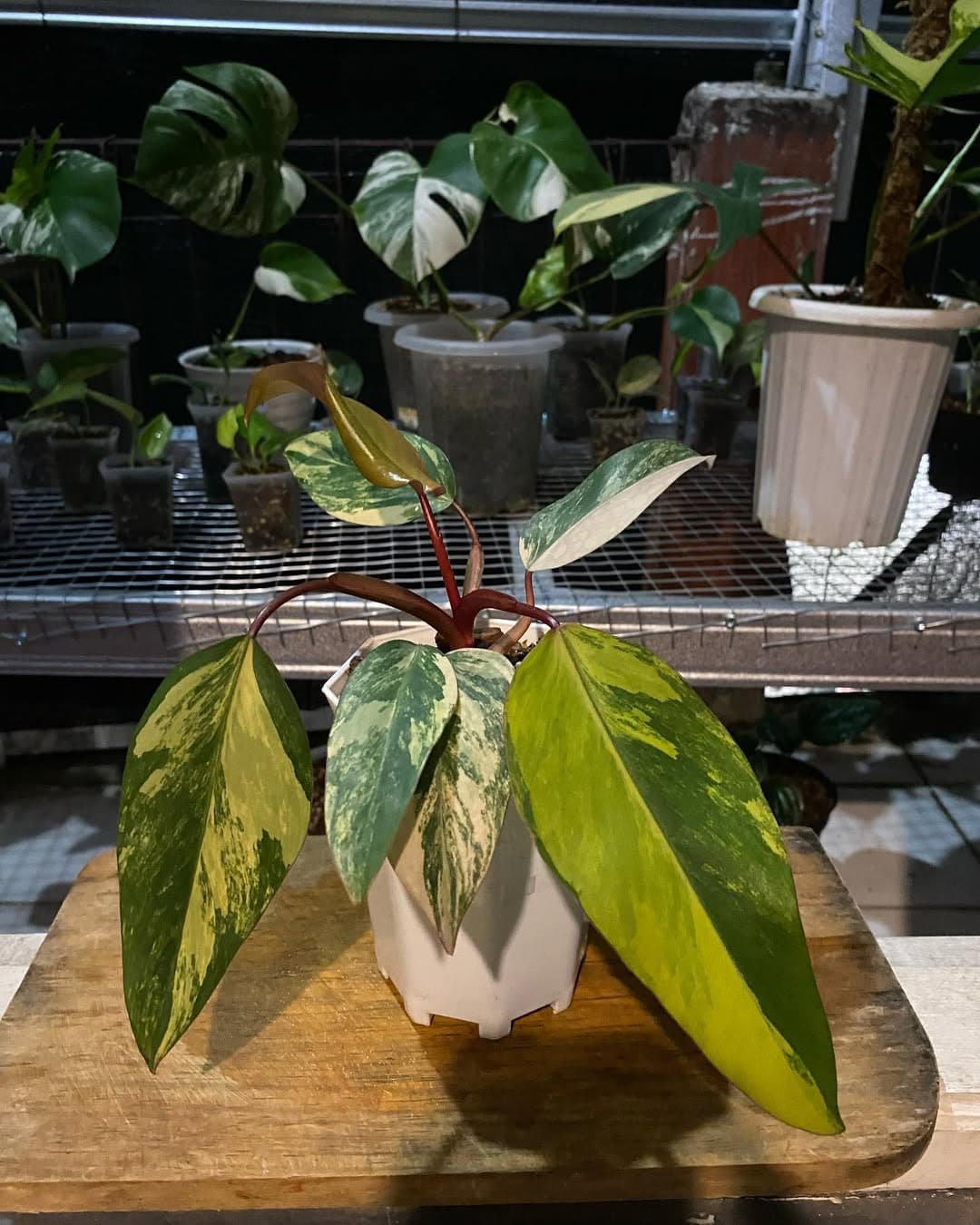 Philodendron Strowberry Shake thumbnail 1