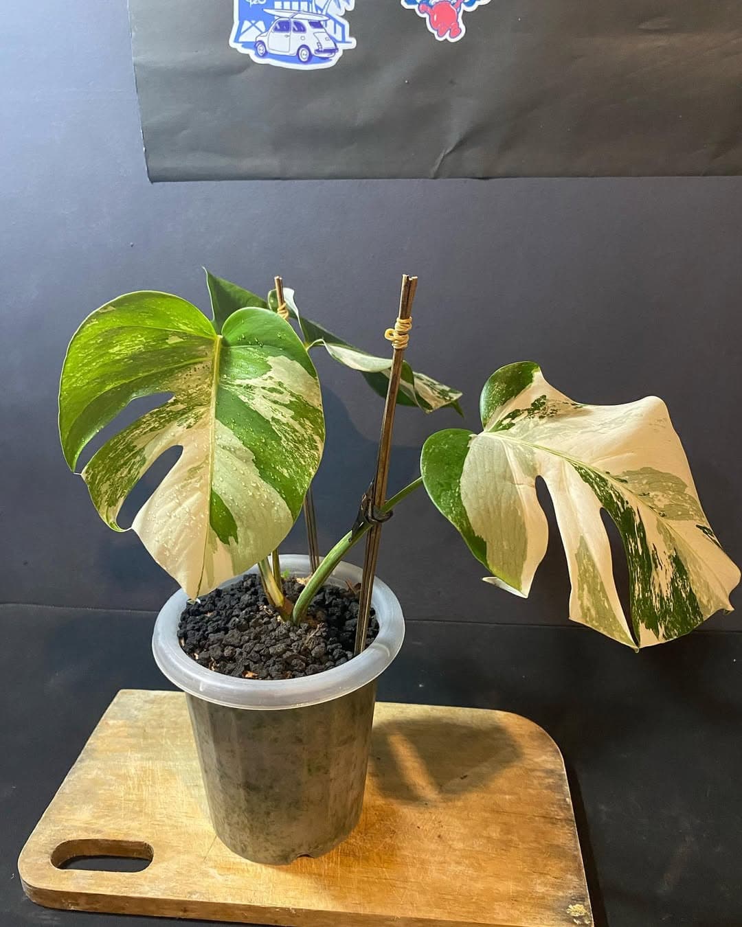 Monstera Albo Variegated thumbnail 1