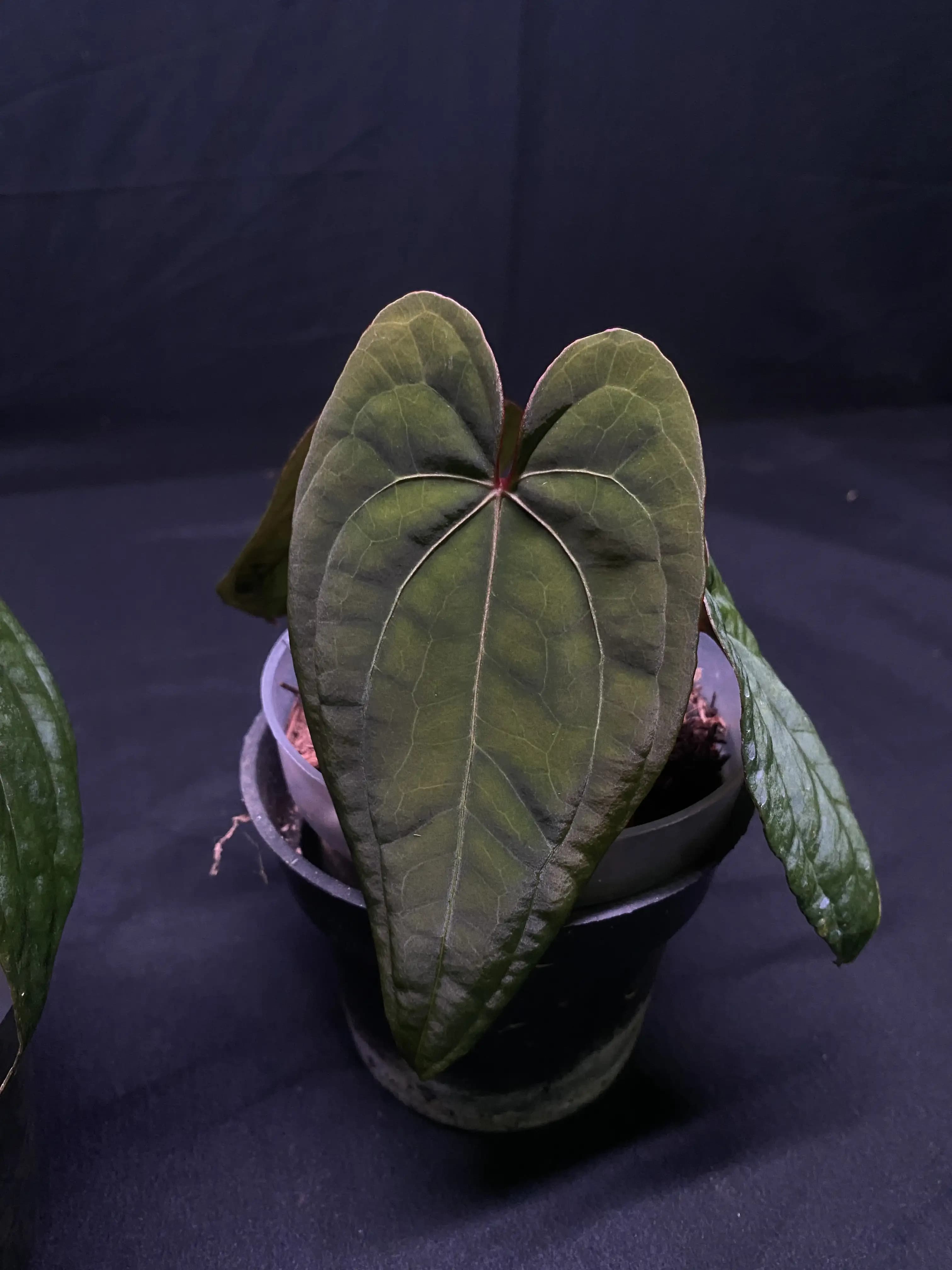 Anthurium Red Vein Dark Phoenix (RVDP) thumbnail 2