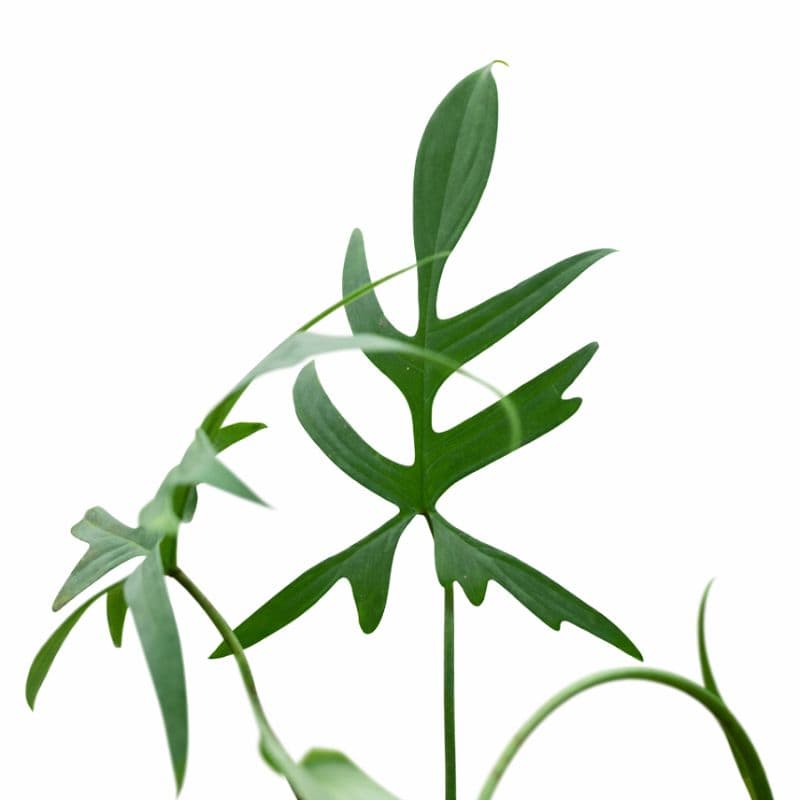 Philodendron Gladhands thumbnail 2