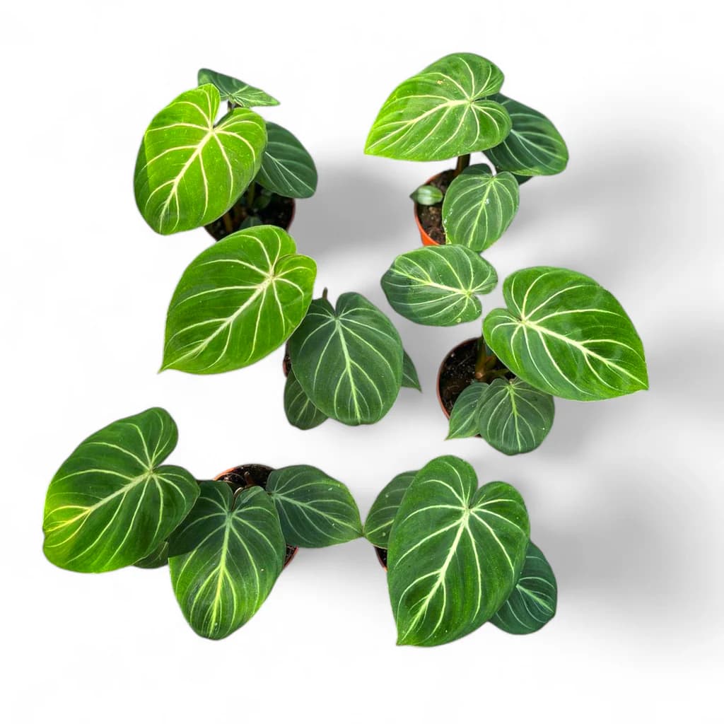 Philodendron Gloriosum thumbnail 2