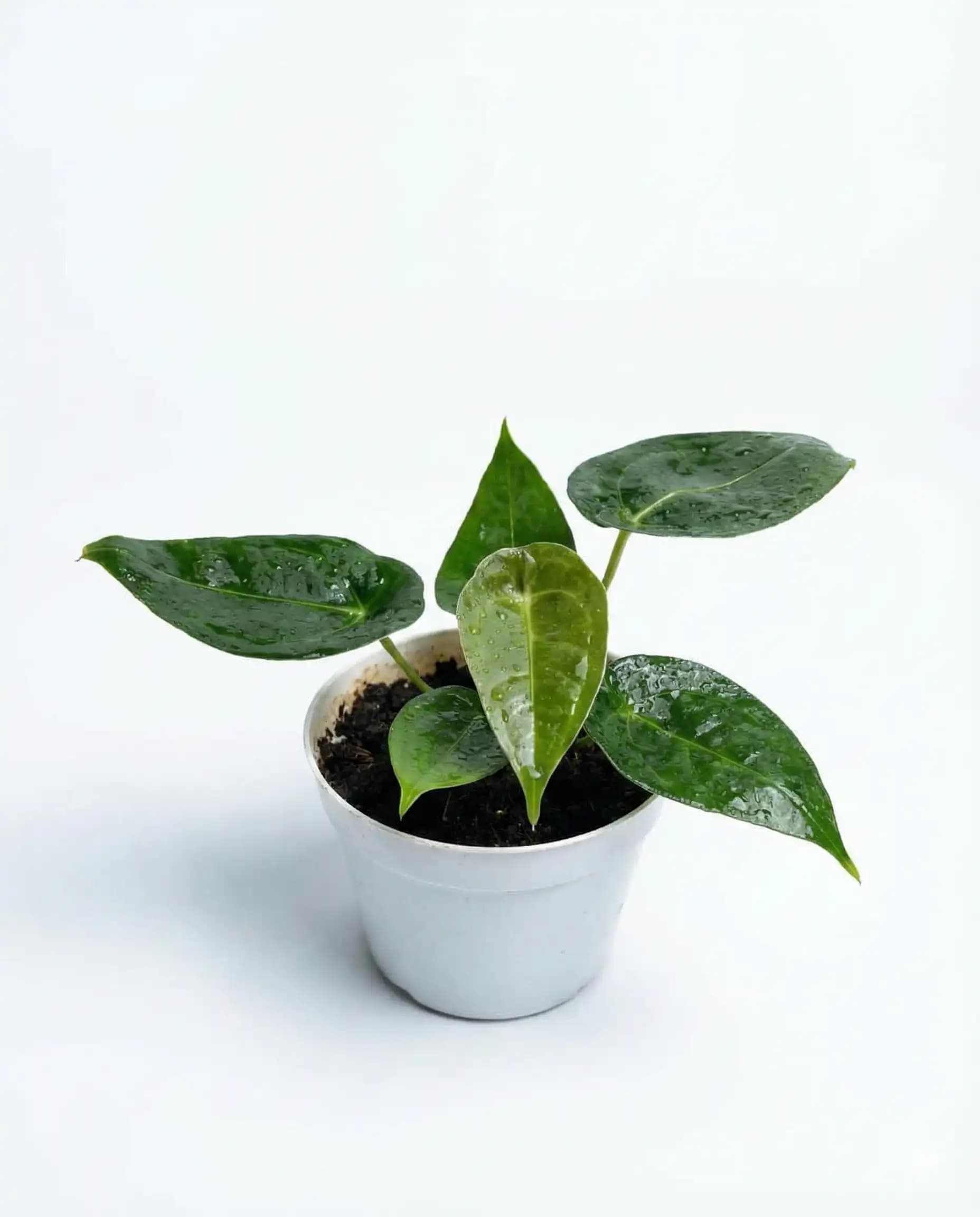 Anthurium Forgeti