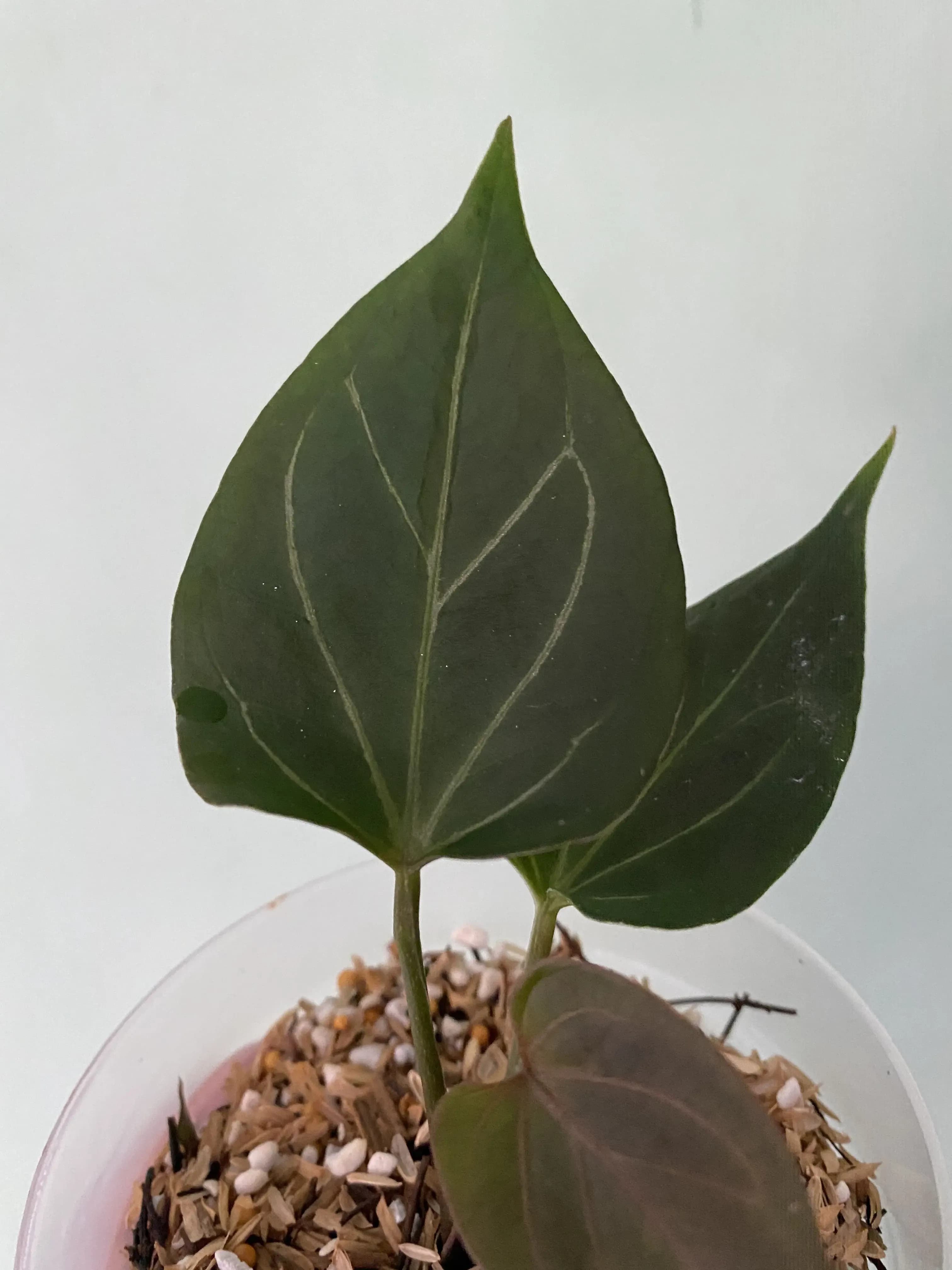 Anthurium king of spades butterfly (from seed) thumbnail 2