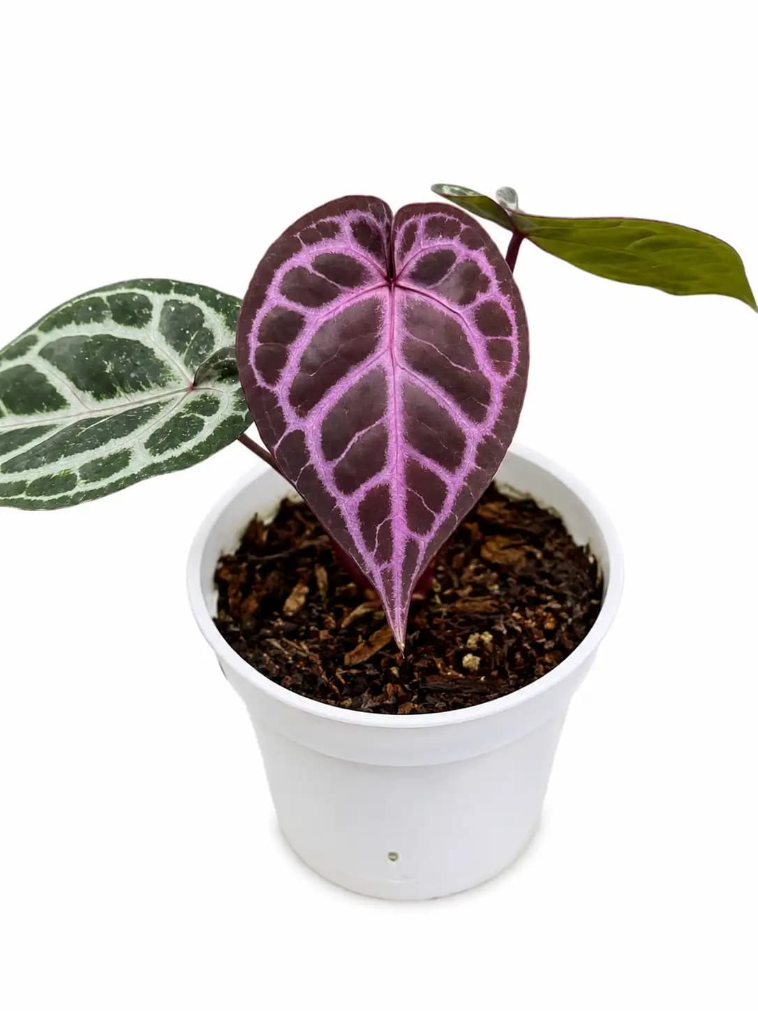 Anthurium Magic Purple