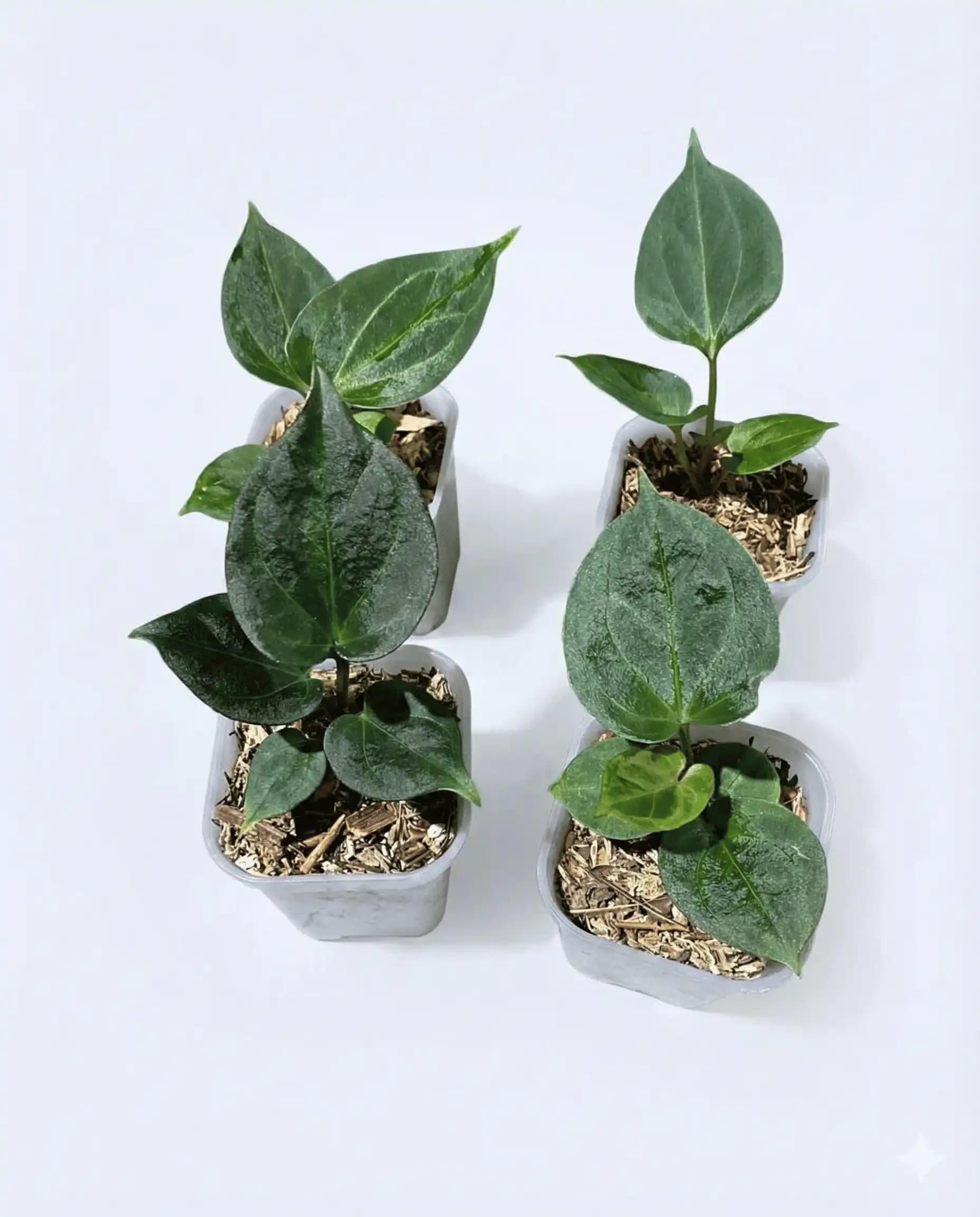 Anthurium King of Spades (small)