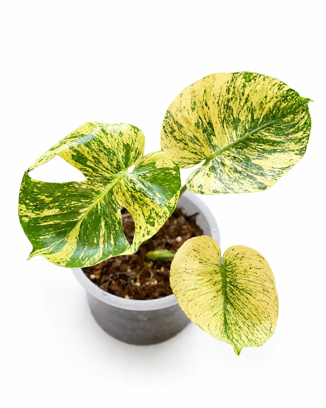 Monstera Mint Siam