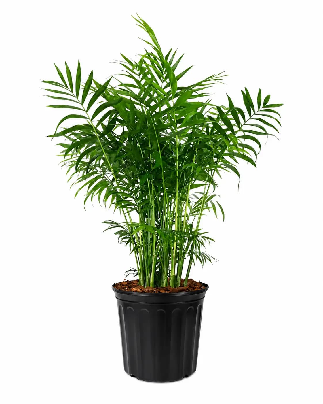 Parlour Palm