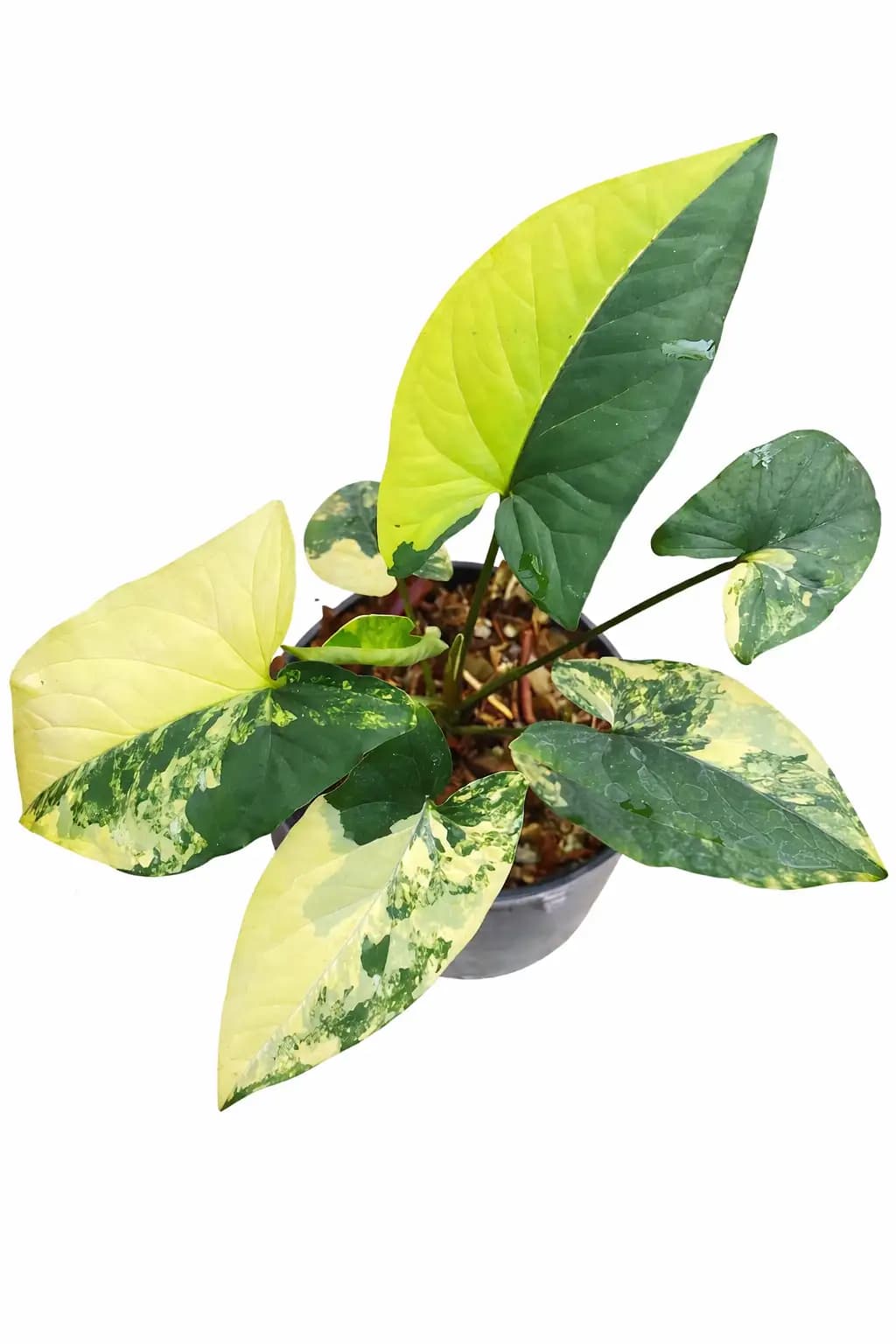 Syngonium aurea variegated thumbnail 2