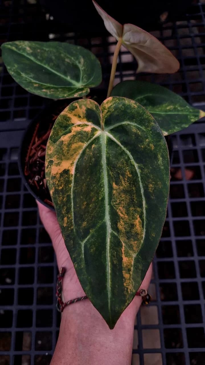 Anthurium Black Venom X Carlablackiae Variegated
