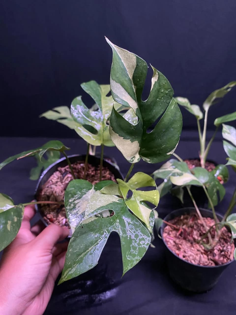 Rhaphidophora Tetrasperma Variegated