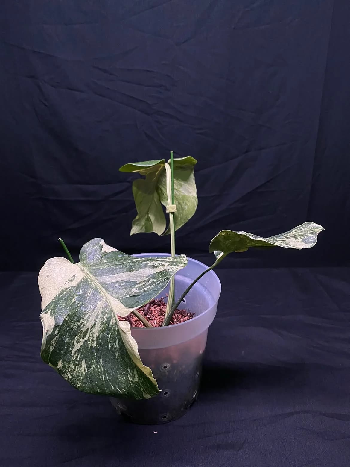 Monstera Oceana Contorted - Medium Size thumbnail 3