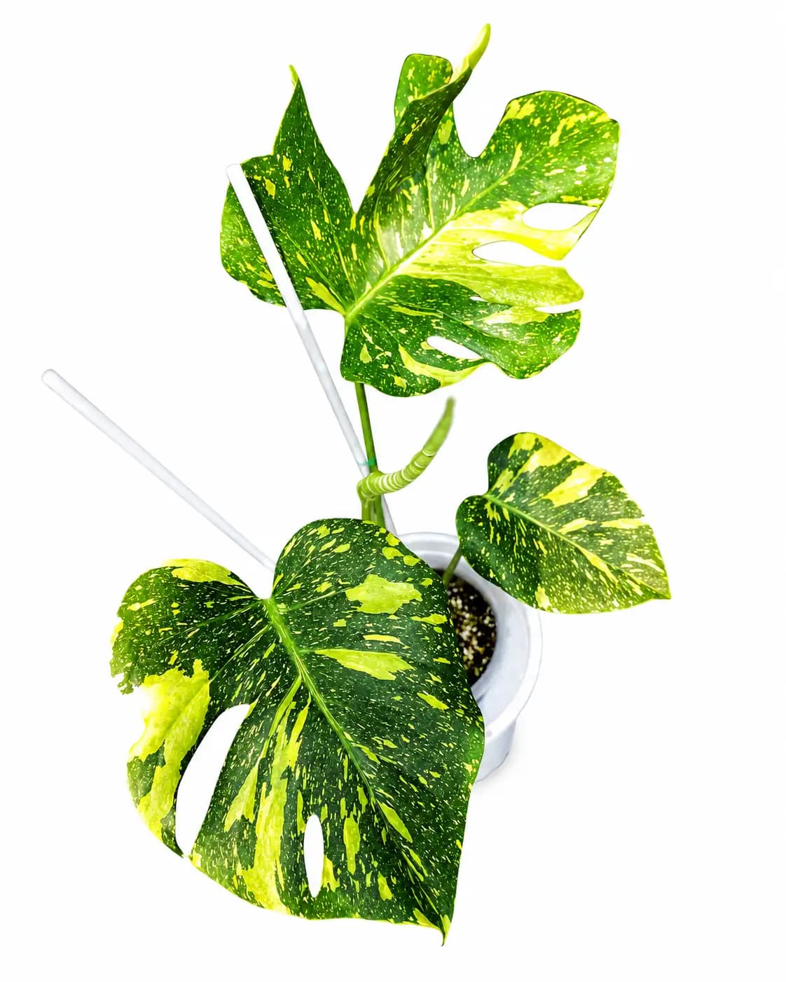 Monstera Electro Light thumbnail 2