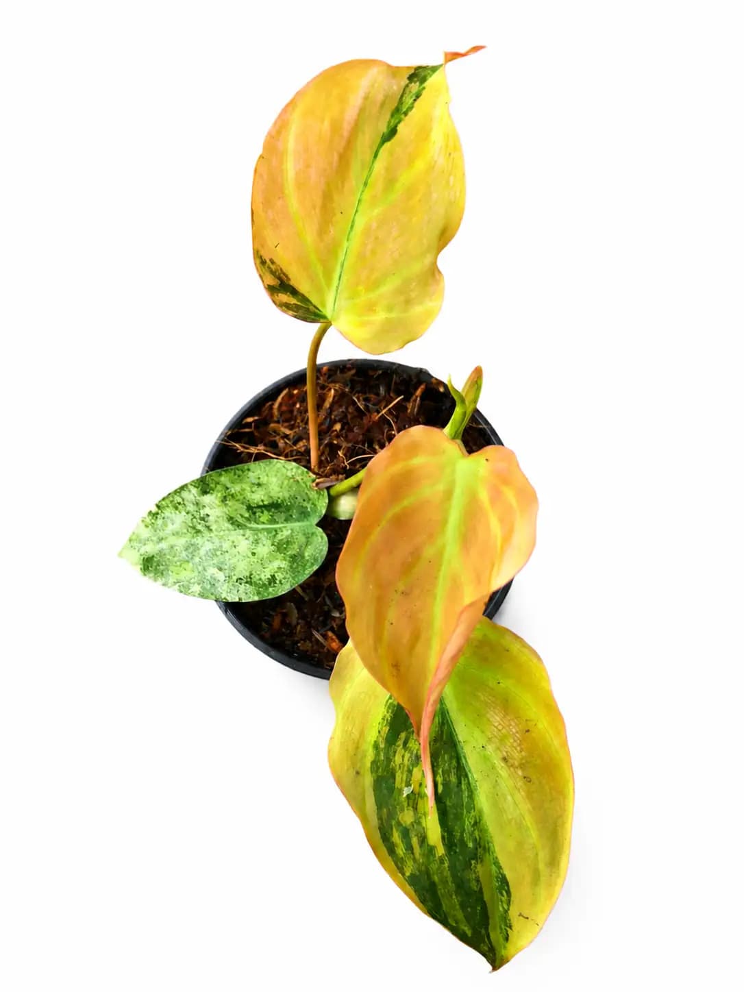 Philodendron Micans Pink Variegated  thumbnail 2