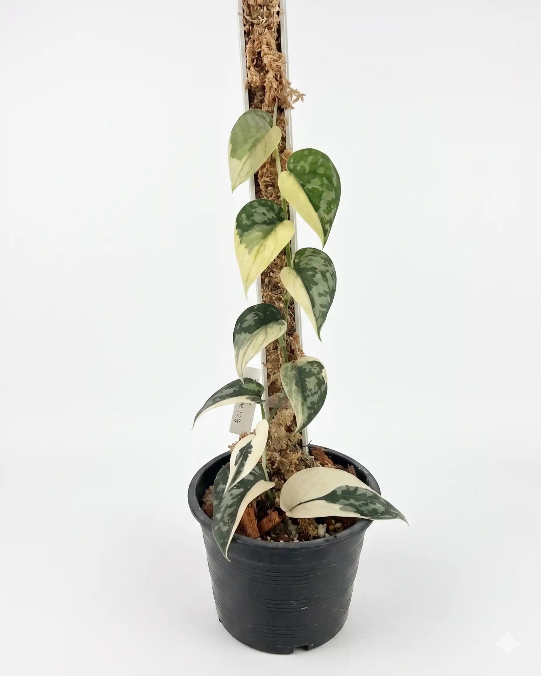 Scindapsus mayari variegated