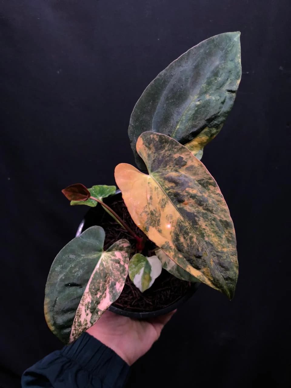 Anthurium Fort Sherman Variegated