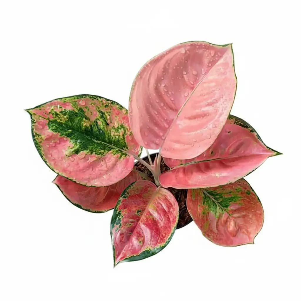 Aglaonema Cunkwok thumbnail 1