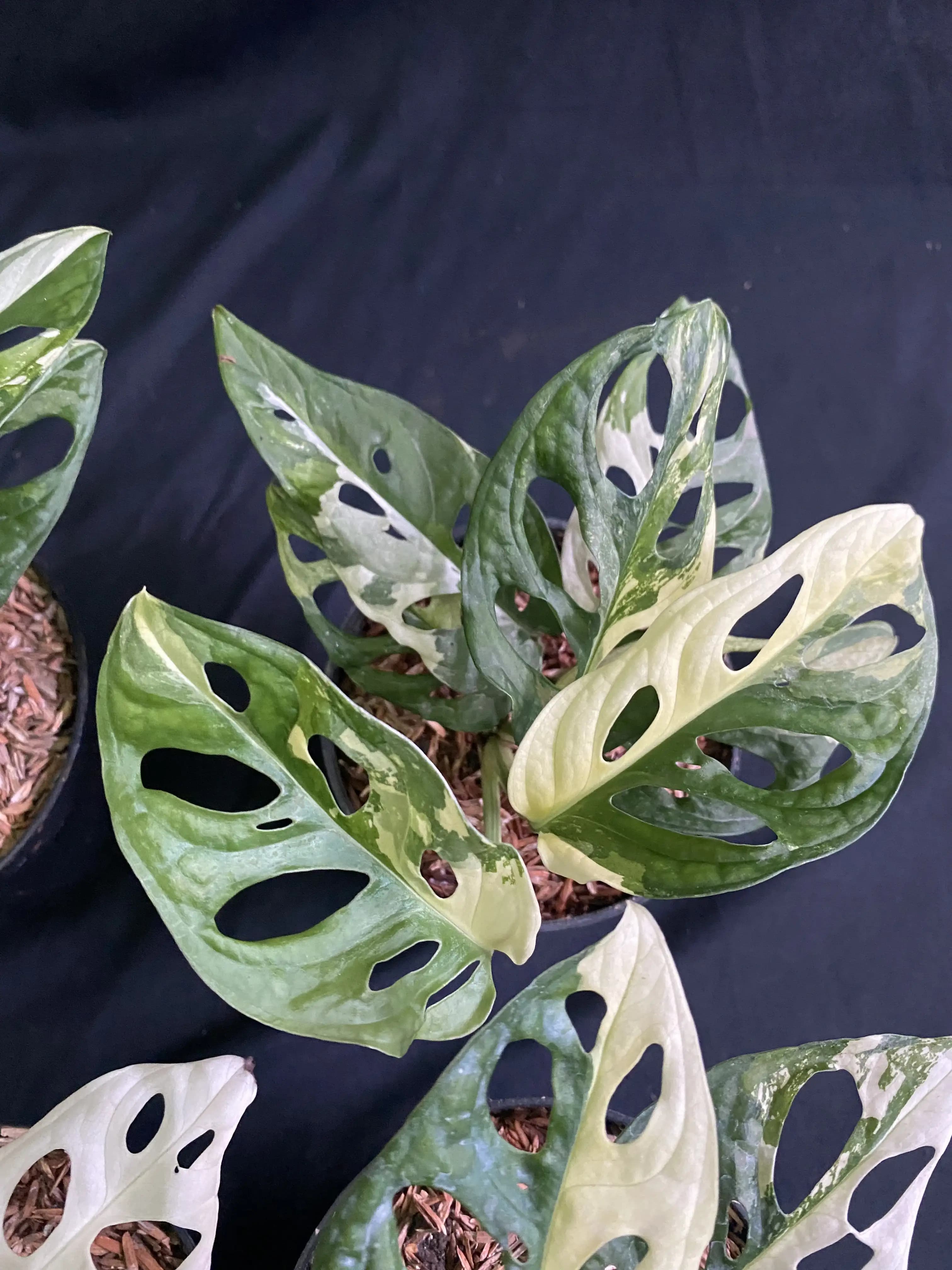 Monstera adansonii variegata thumbnail 3