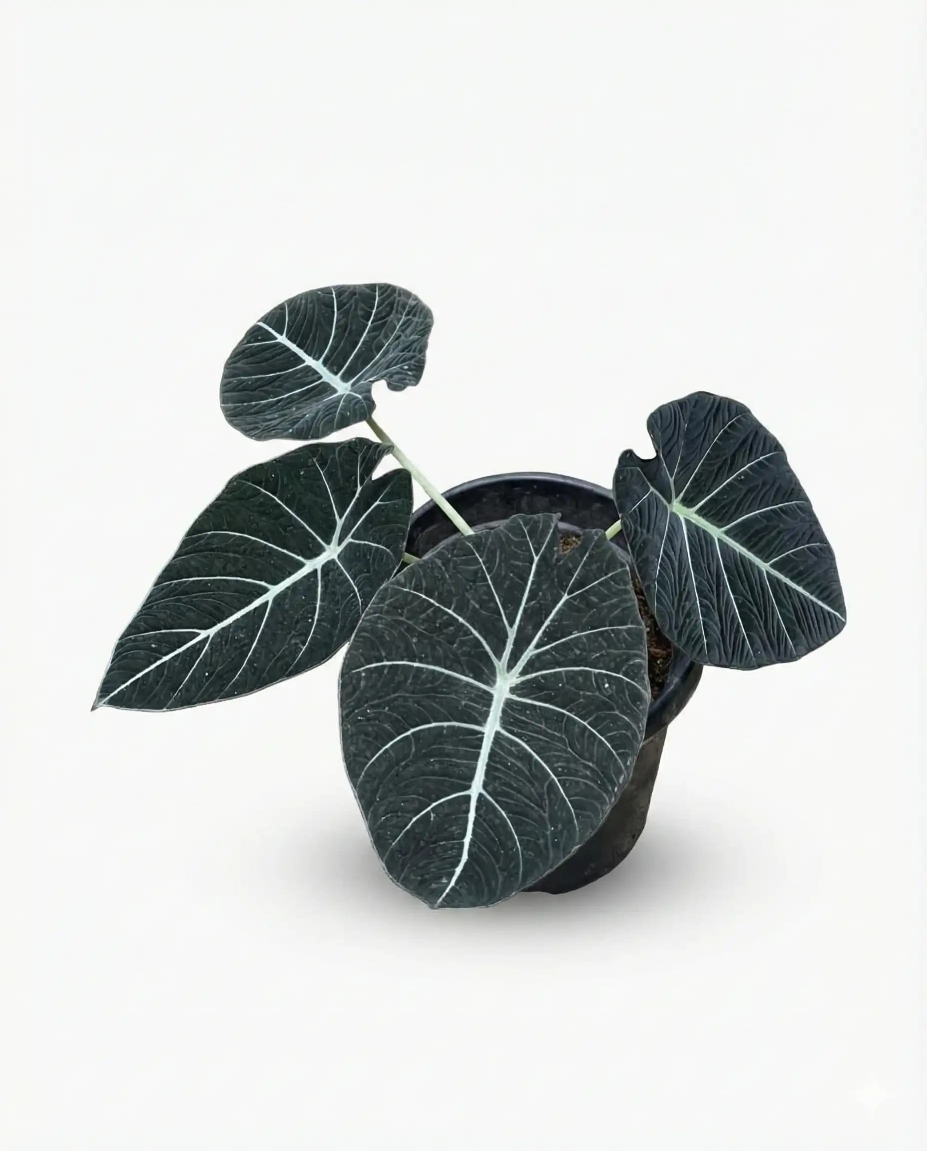Alocasia Black Velvet