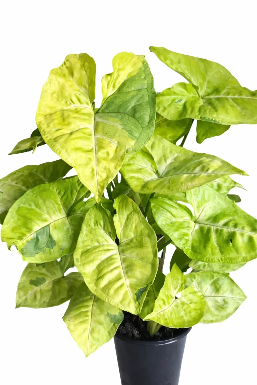 Syngonium Lime Soda thumbnail 1