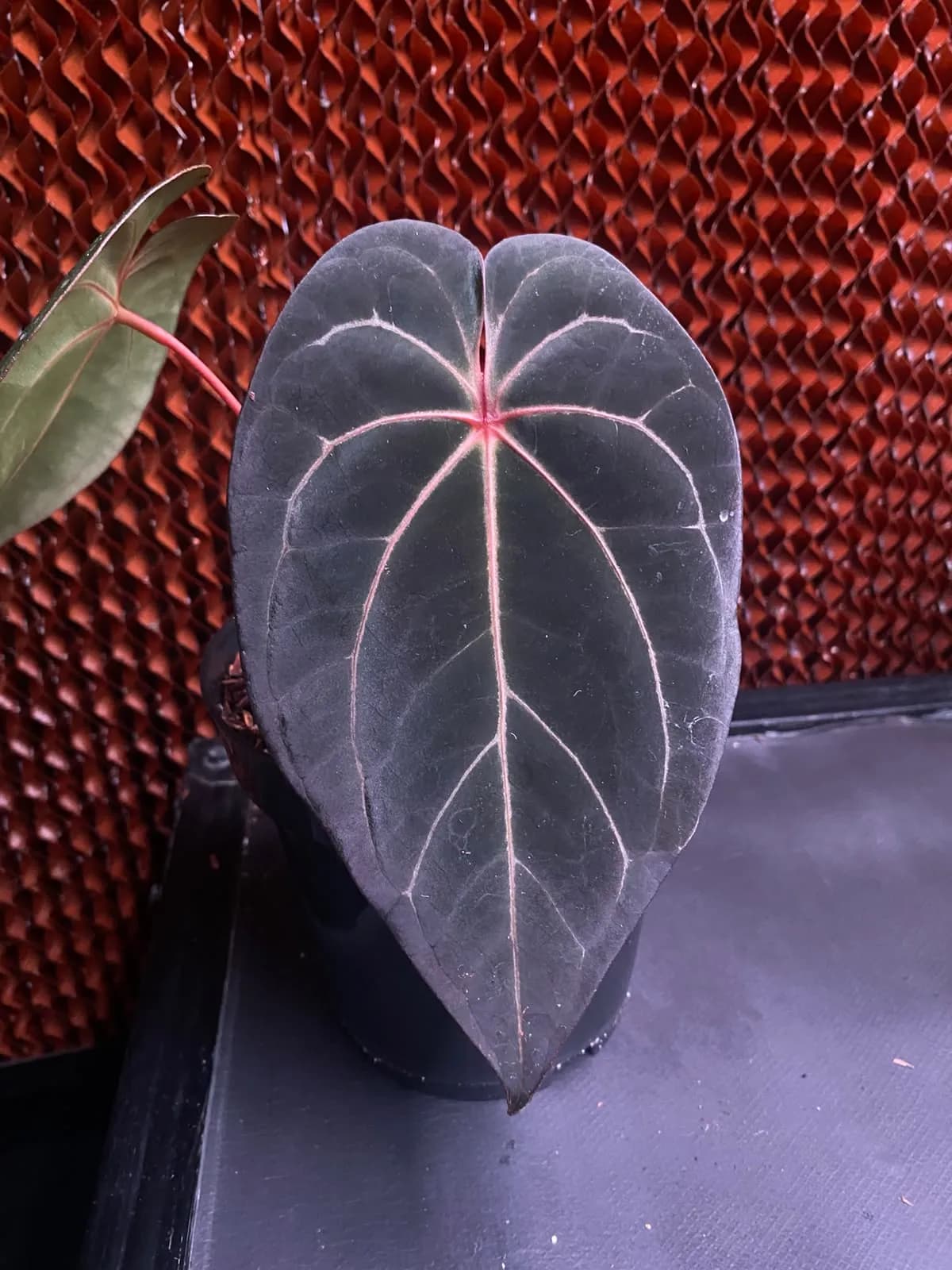 Anthurium Blood Queen thumbnail 3