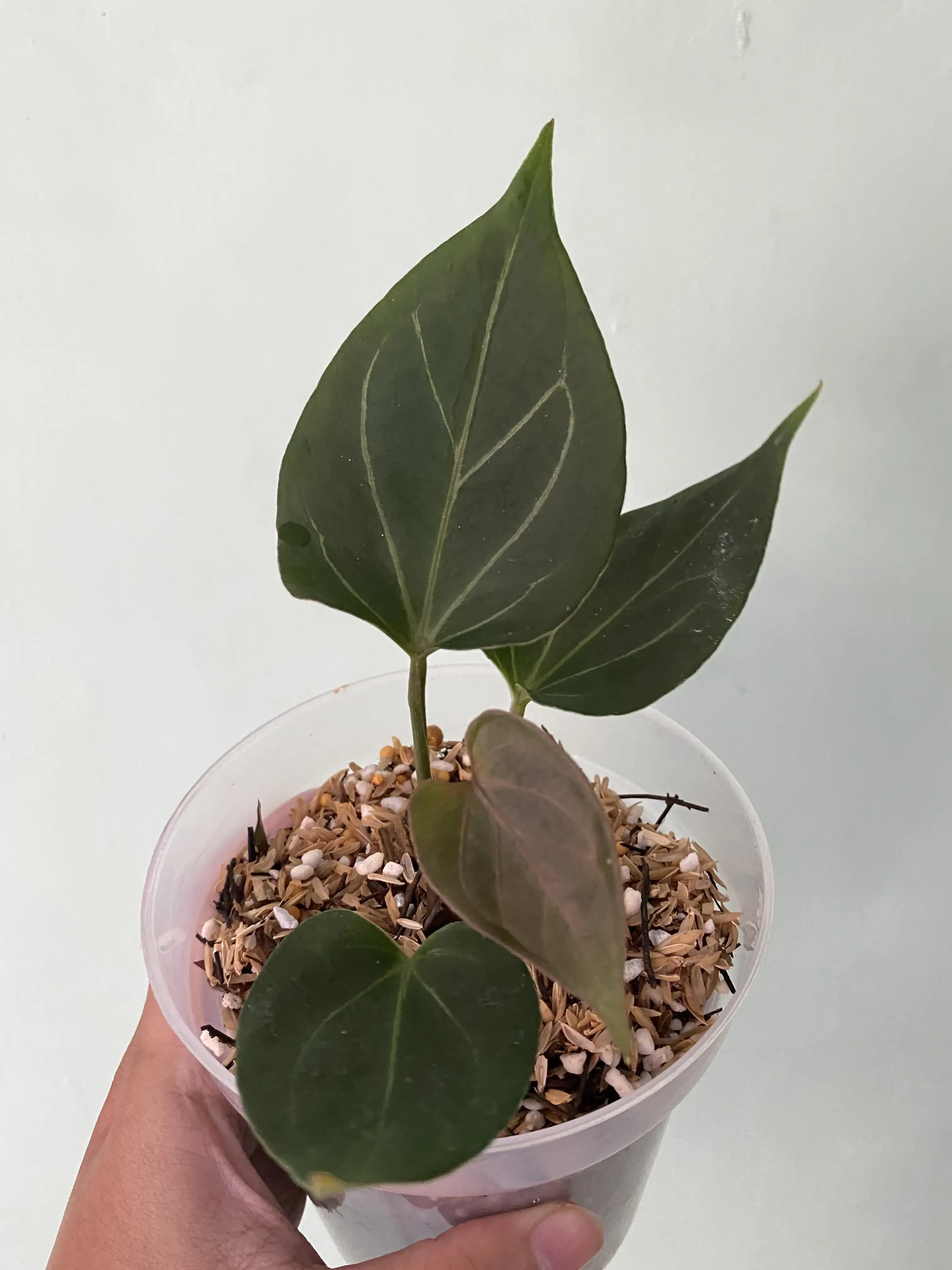 Anthurium king of spades butterfly (from seed)