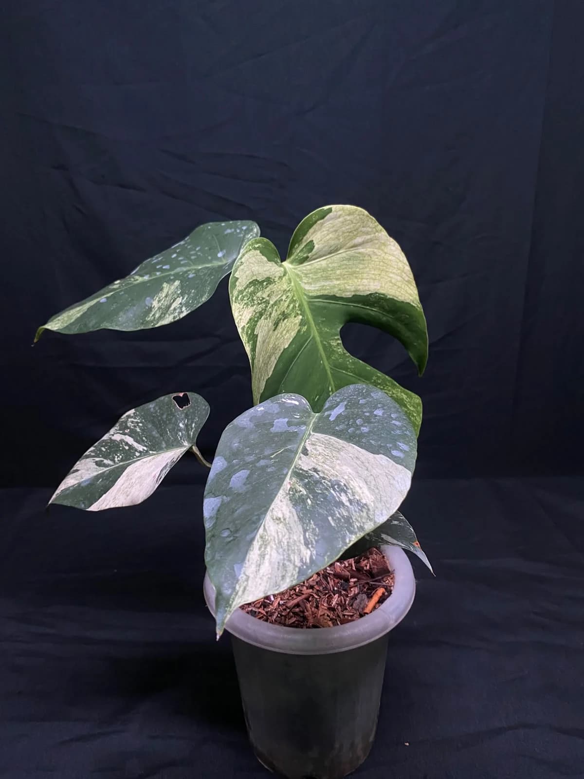 Monstera Jungle Mint Variegated | GrowWithPlant