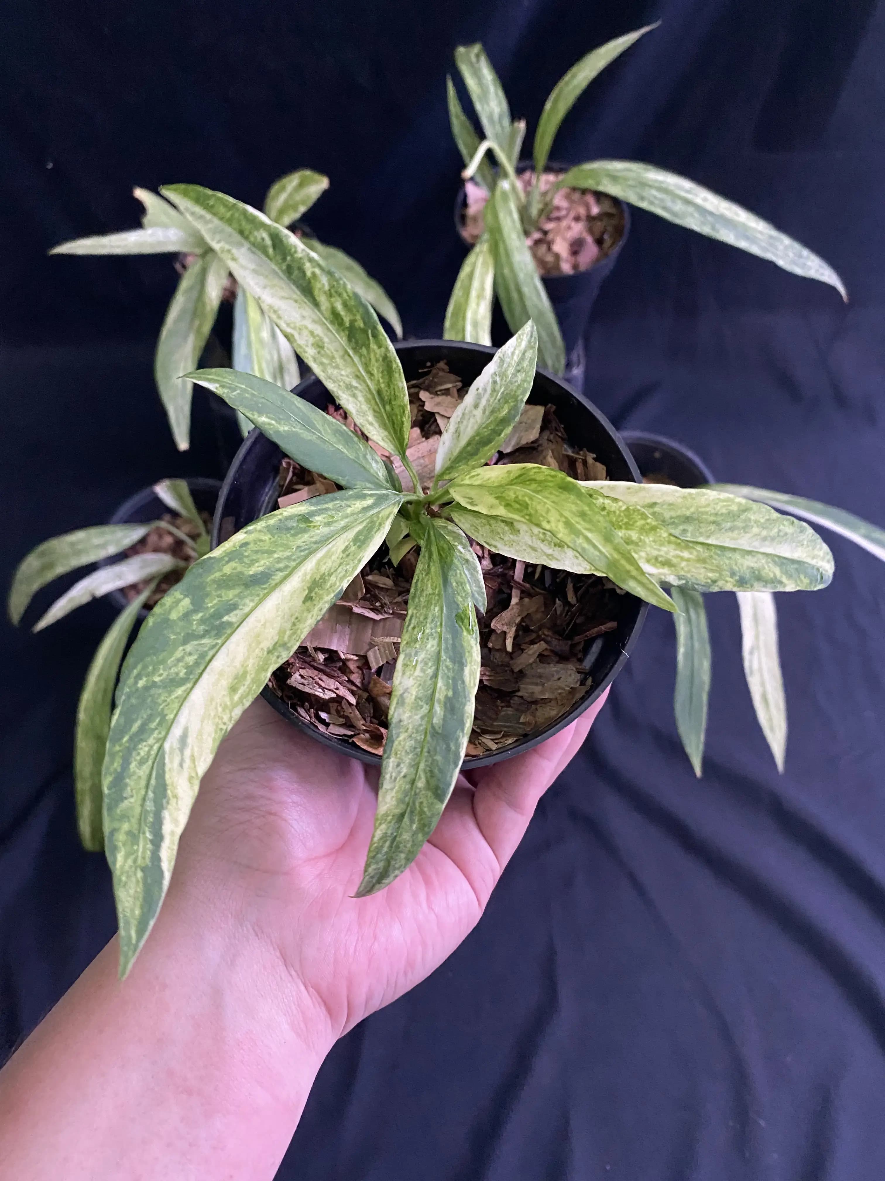 Anthurium Vittarifolium Variegated thumbnail 2