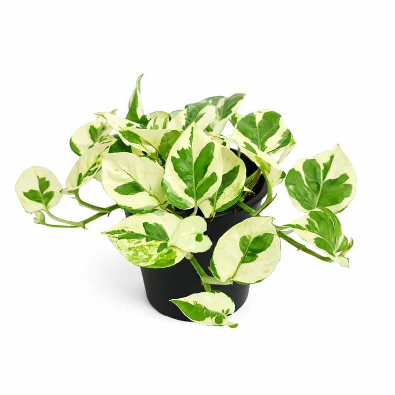 Epipremnum Njoy Pothos thumbnail 1