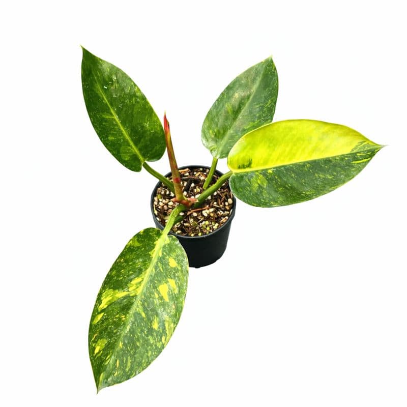 Philodendron Green Congo Marble Variegated thumbnail 2
