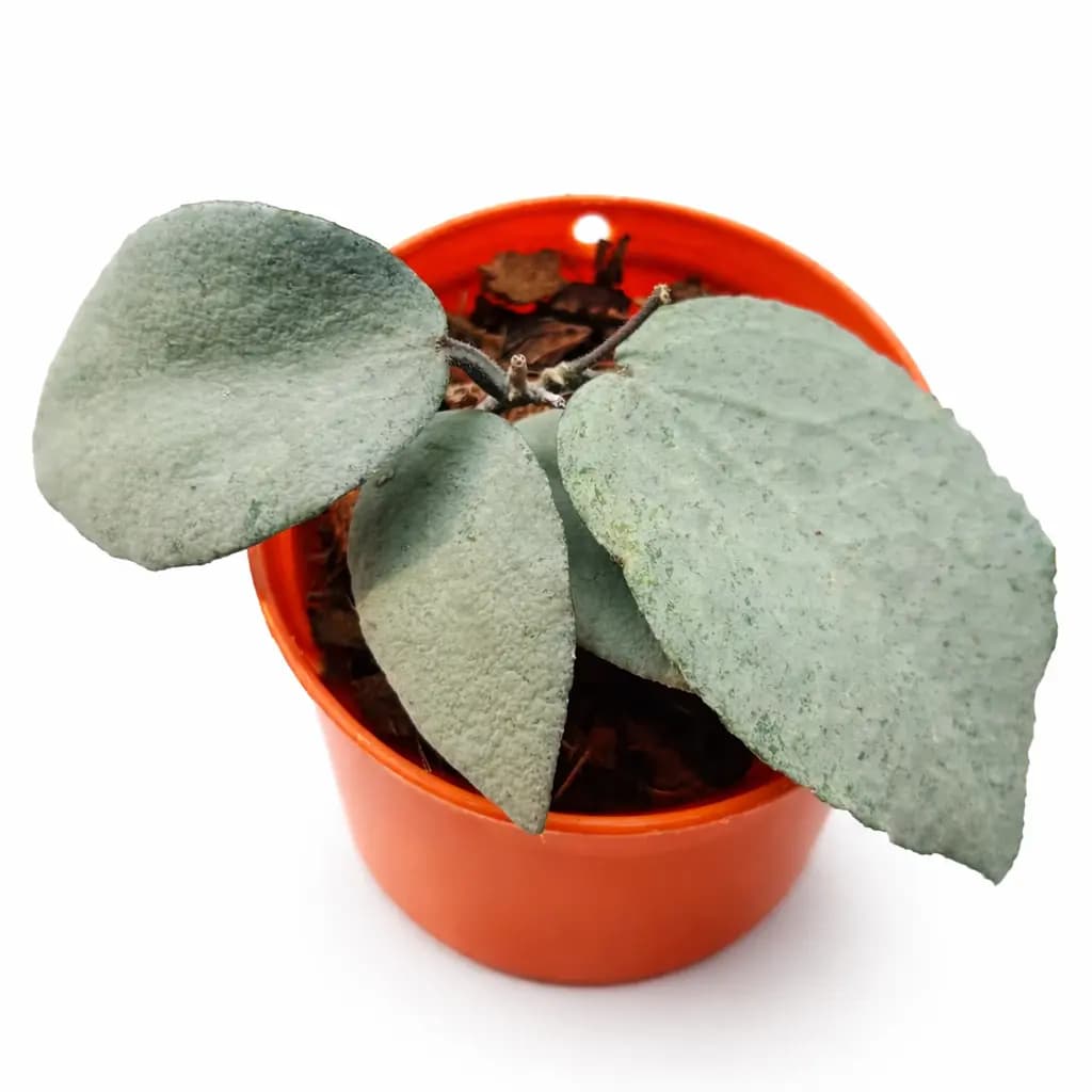 Hoya Caudata Argene thumbnail 1