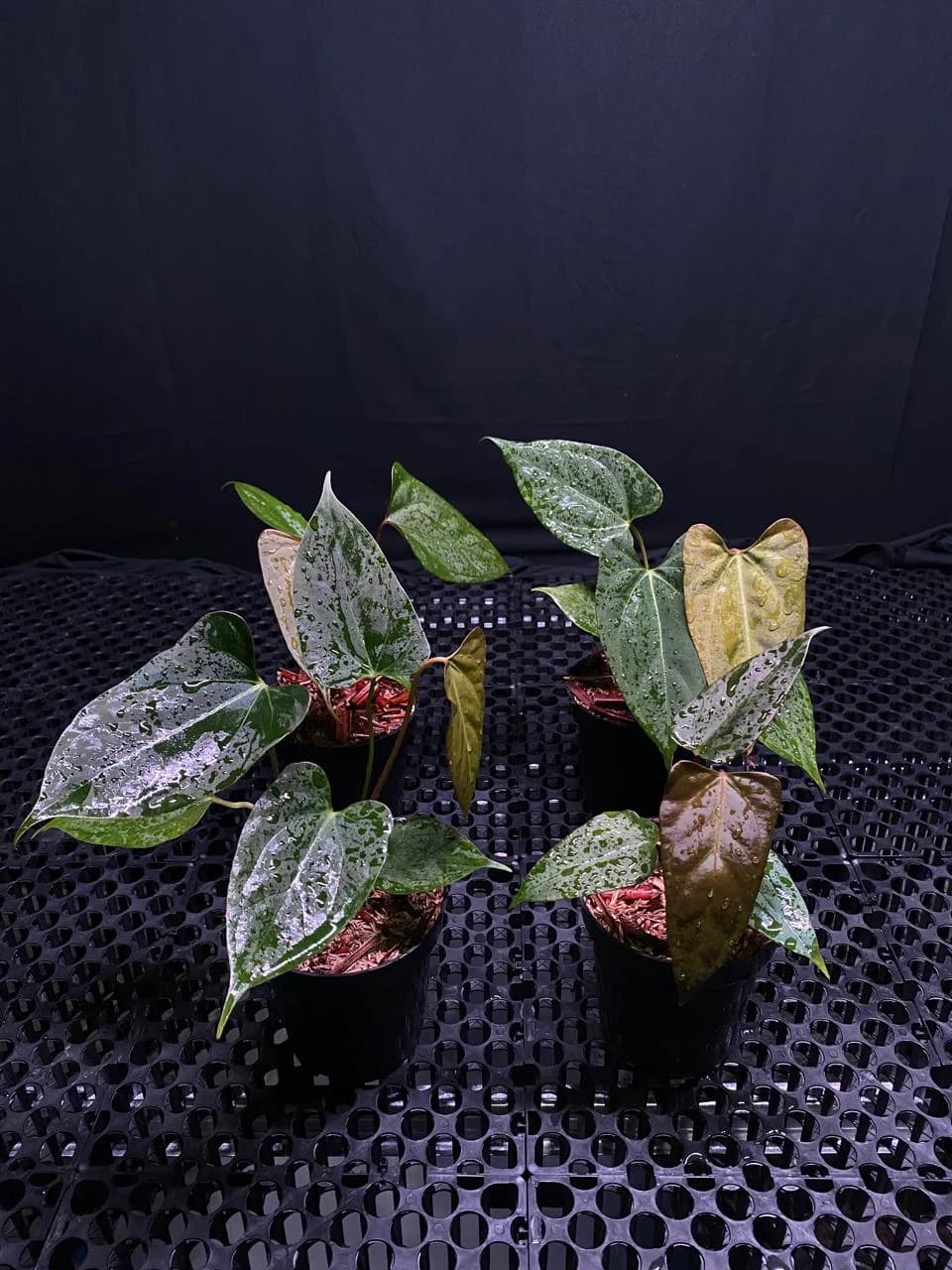 Anthurium Black Sweet (Selfing) thumbnail 2