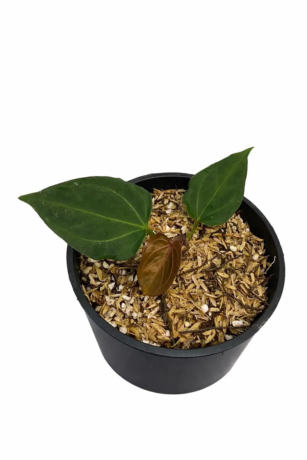 Anthurium king of spades butterfly (from seed) thumbnail 2