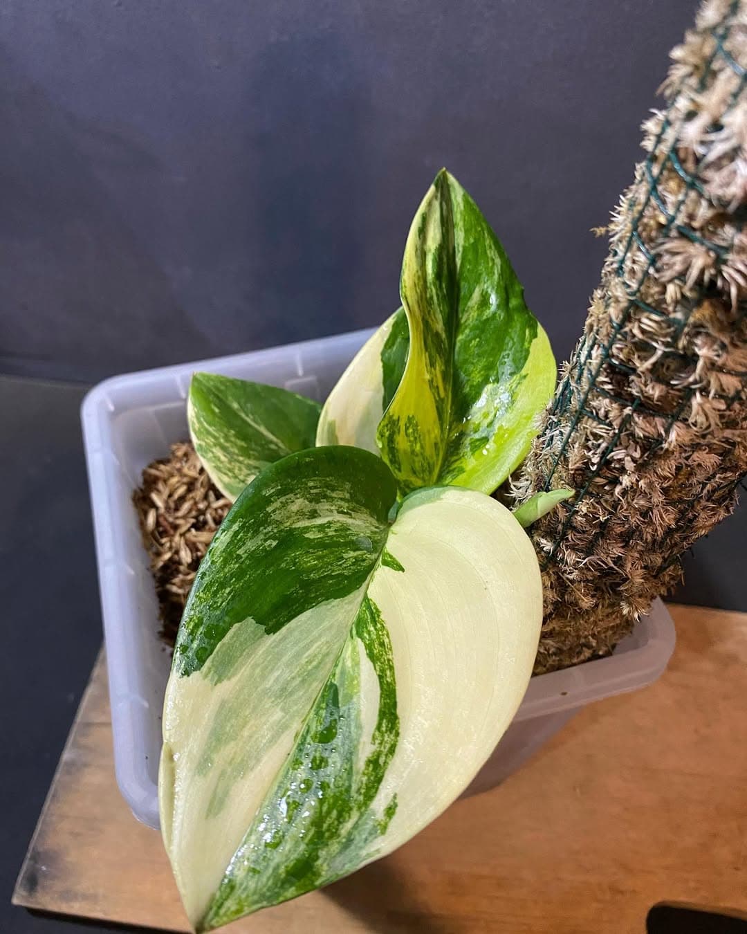 Scindapsus Treubii Aurea thumbnail 1