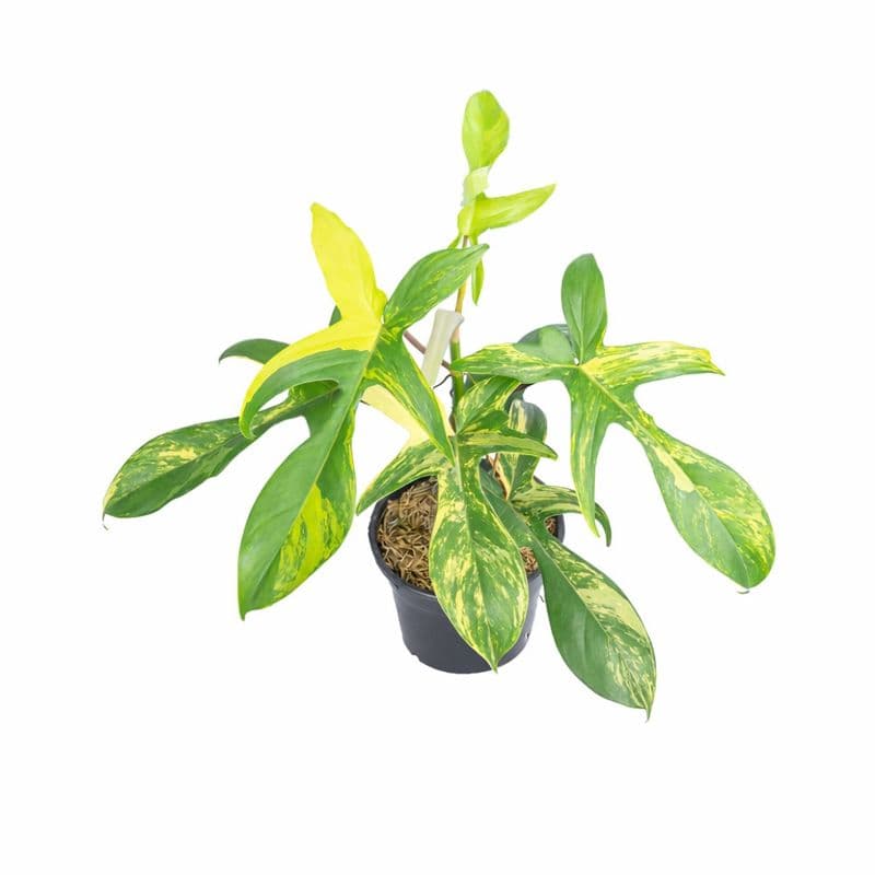 Philodendron Florida Beauty variegated thumbnail 2