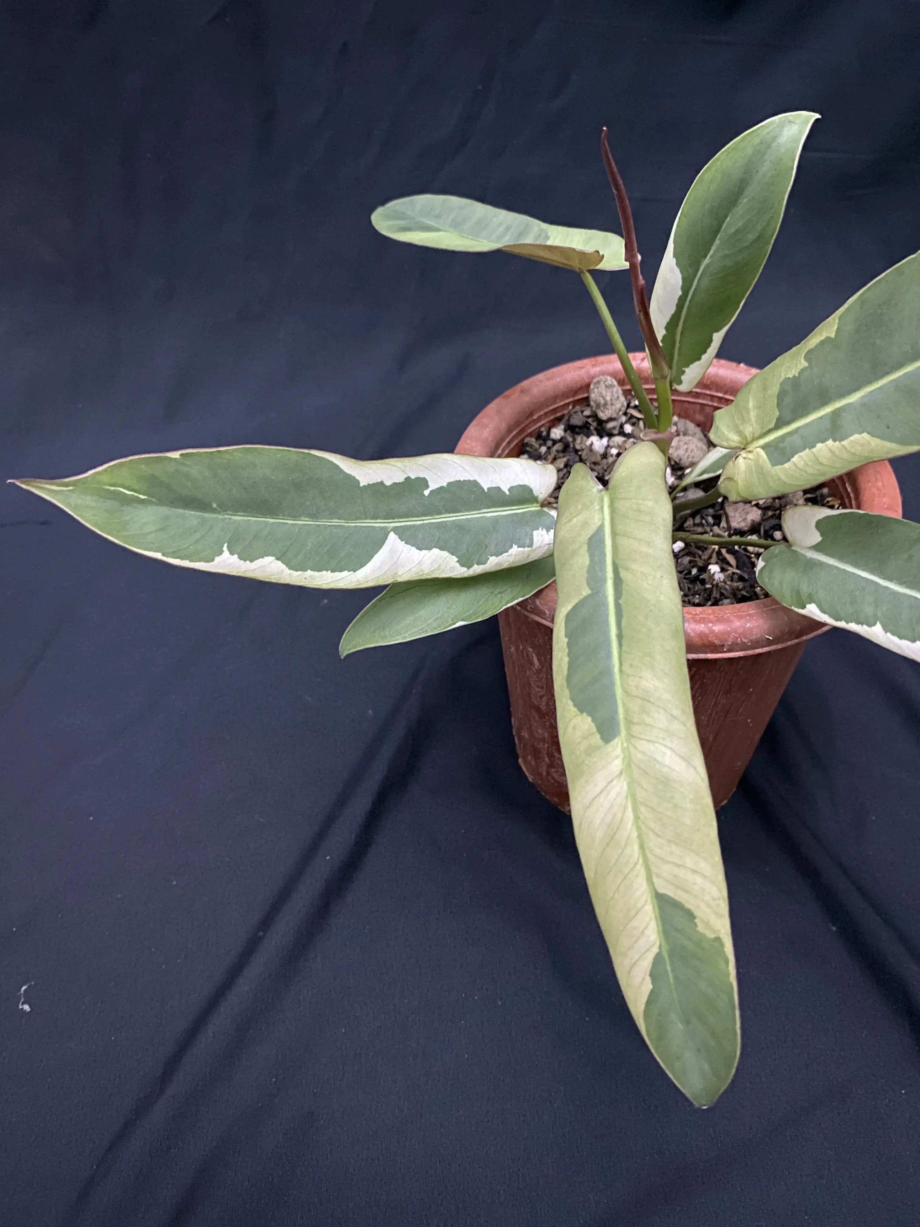 Philodendron Atabapoense Variegated thumbnail 2