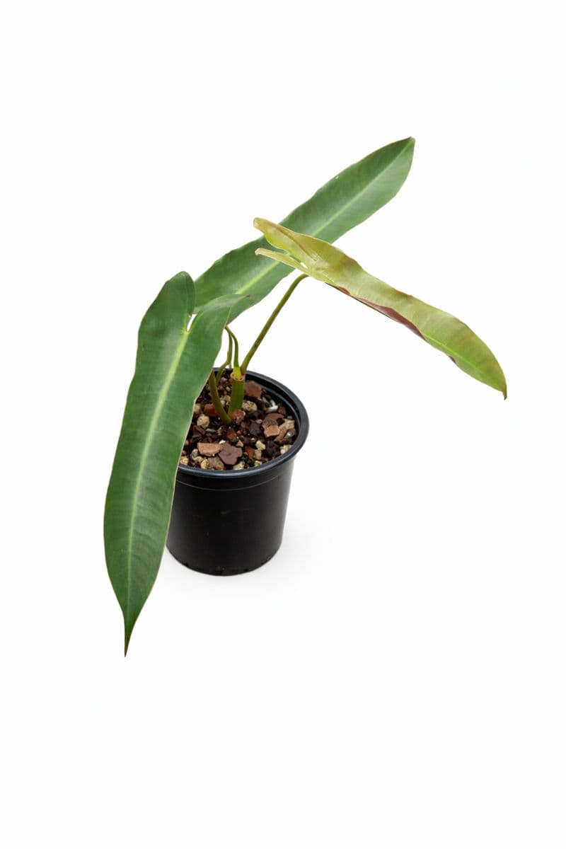 Philodendron Atabapoense thumbnail 1