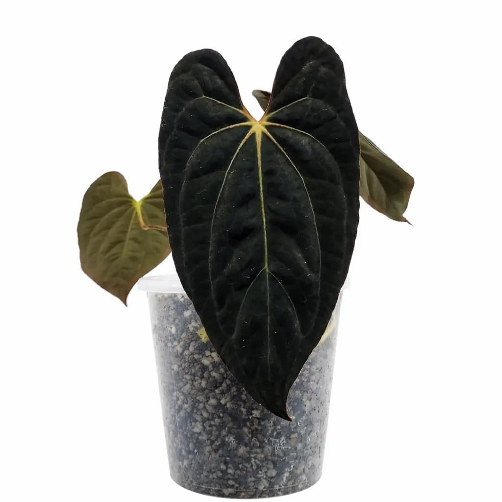Anthurium Papillilaminum x-one thumbnail 1