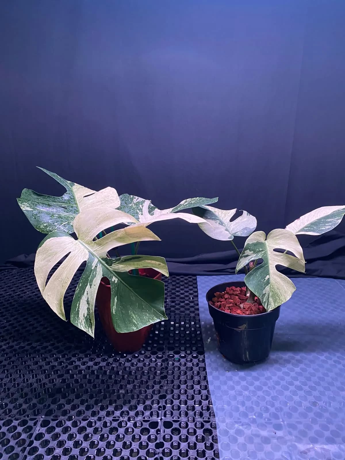 Monstera Jungle Mint Variegated thumbnail 2