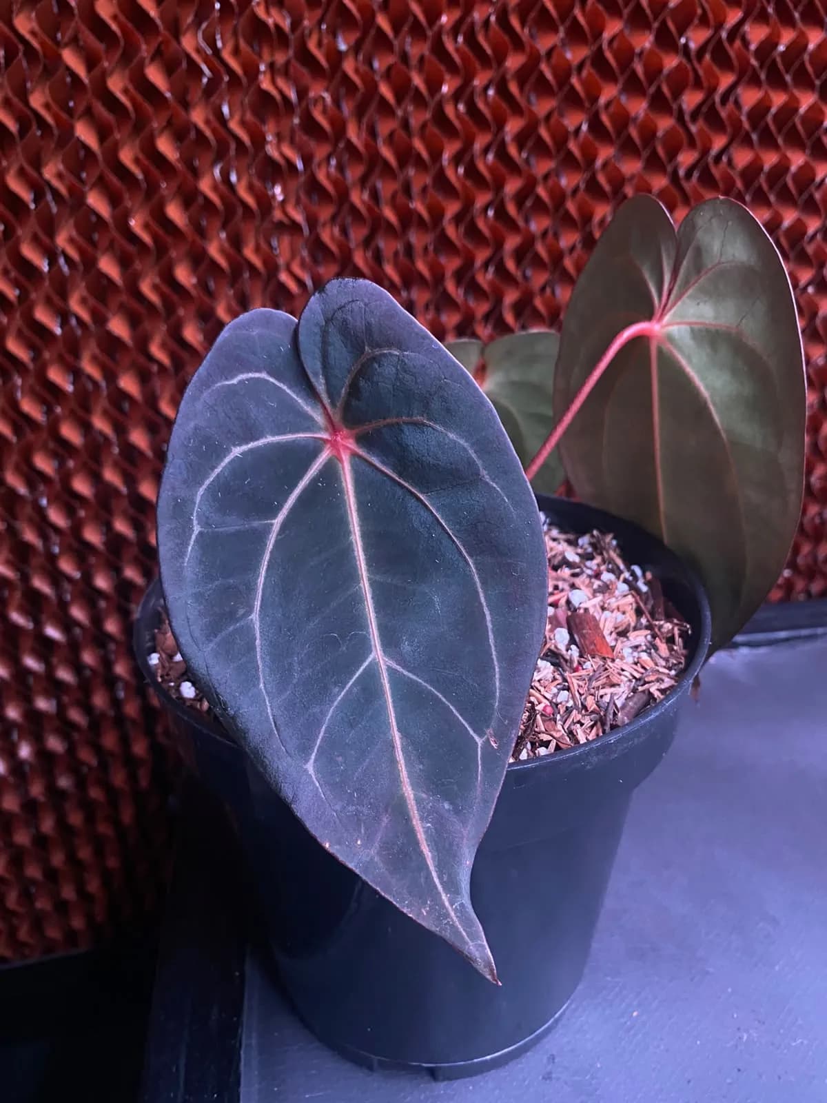 Anthurium Blood Queen thumbnail 4