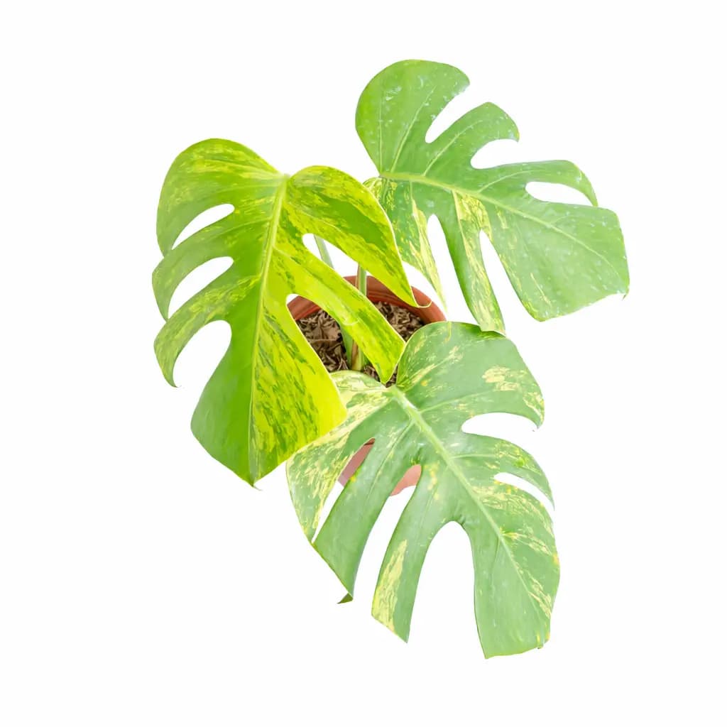 Monstera aurea / marmorata